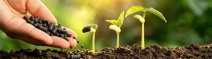 How to Produce Organic Fertilizer Step by Step